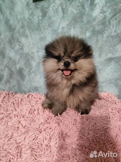 Мальтипу мини F1