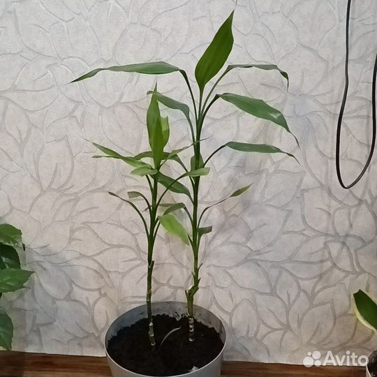 Драцена sandero