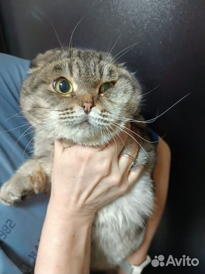 Котик мальчишка