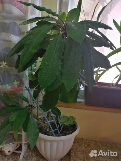 Молочай миля