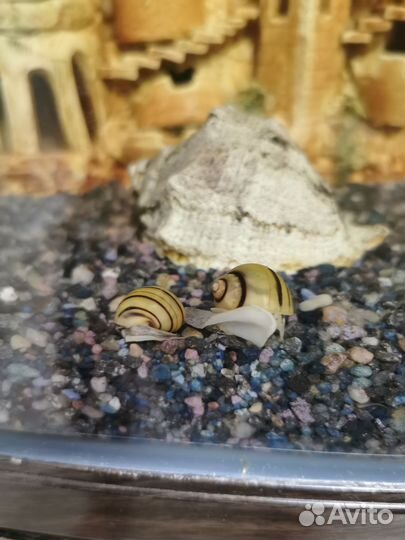 Улитки спикси