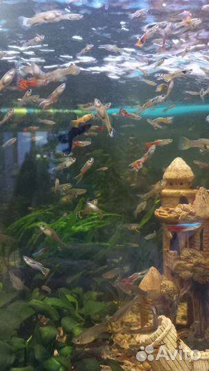 Рыбки гуппи