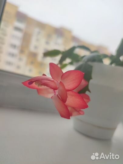 Цветок декабрист