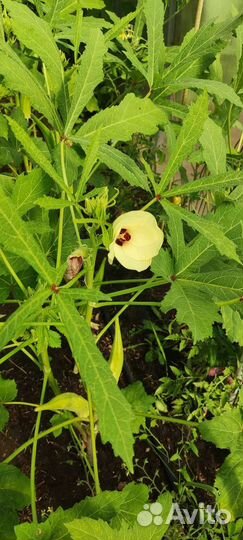 Бамия семена