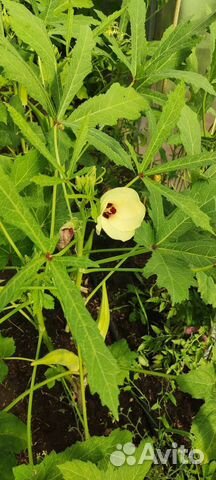 Бамия семена