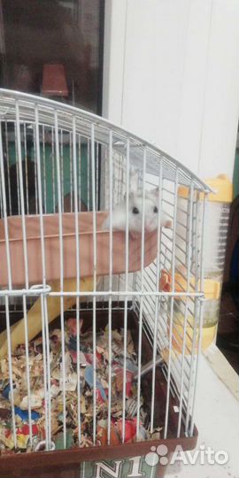 Джунгарский хомяк