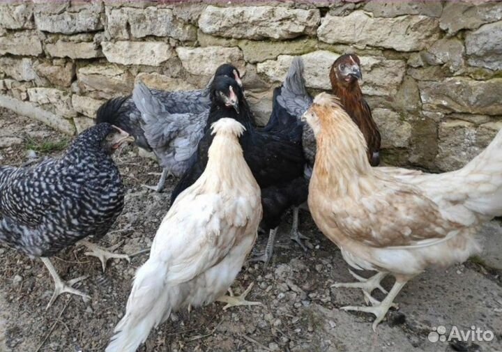 Несушки молодки с доставкой на дом