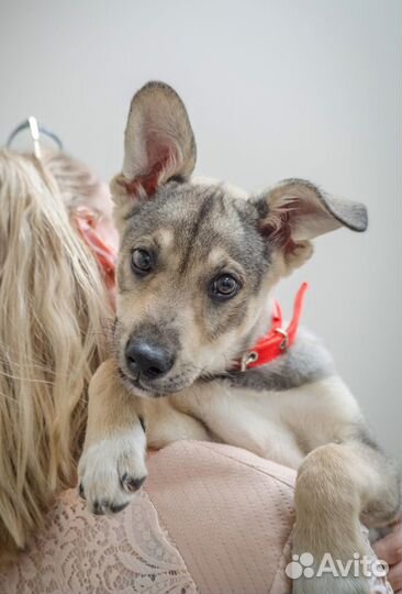 Щенок Фиби в добрые руки