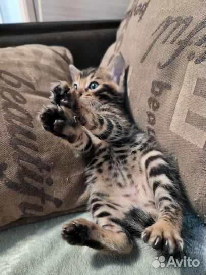 Продажа бенгальских котят