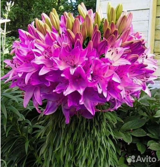 Лилия марлен луковицы