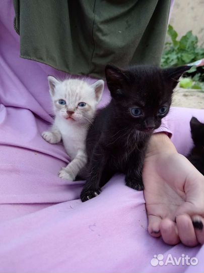 Котята в дар бесплатно