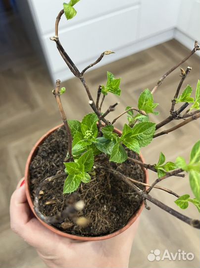 Гортензия Френч Болеро Пинк