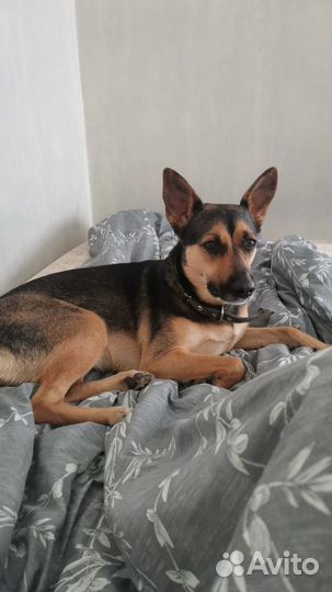 Отдам собаку В добрые руки