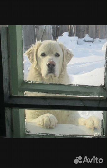 Польско подгалянская овчарка.Вязка
