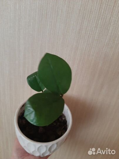 Замиокулькас