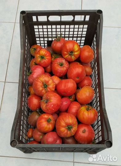 Помидоры, Клубника ремонт рассада, чеснок