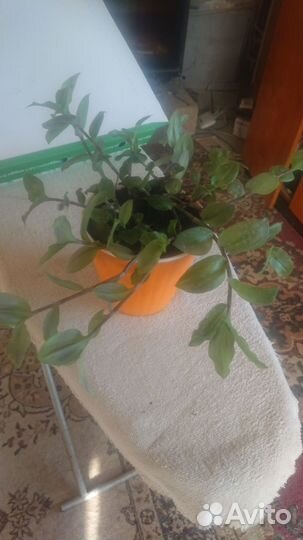 Кашпо с традисканцией