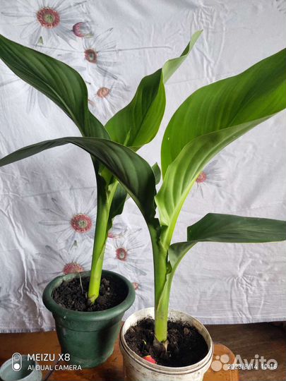 Цветы канны