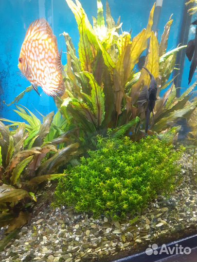 Растения для аквариума