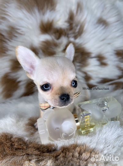 Очаровательный Mini Малыш