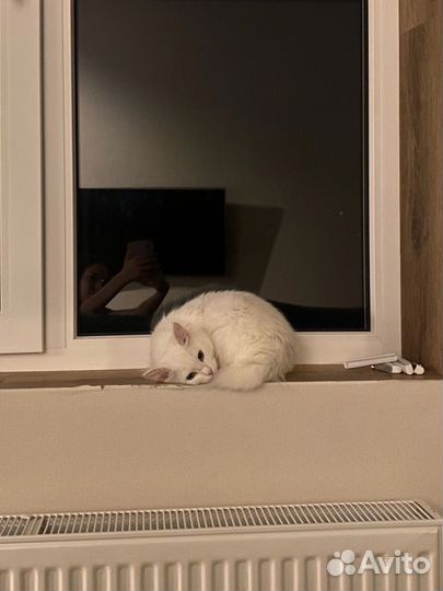 Кошечка турецкая ангора