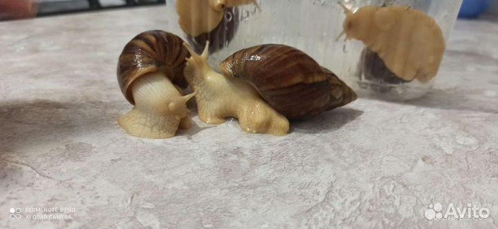 Улитки ахатины
