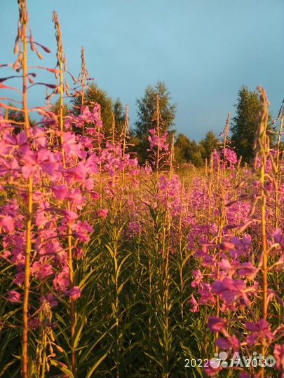 Лист Иван-чай сушеный не ферментированный. 50г