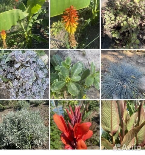 Садовые многолетники