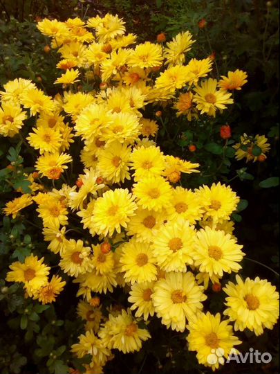 Хризантема букет