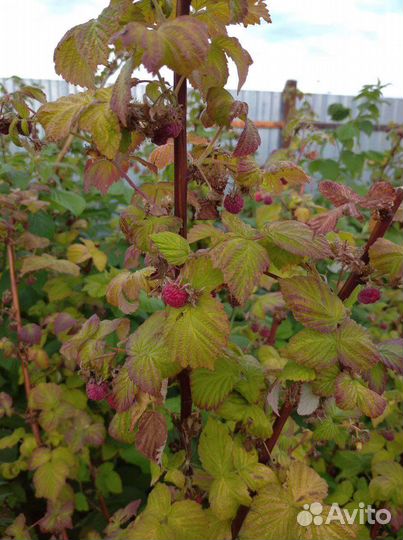 Саженцы малины