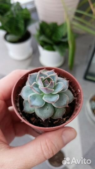 Суккуленты