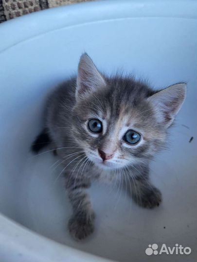 Котенок в дар