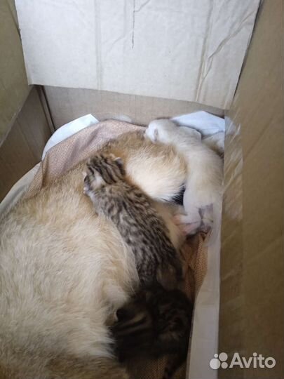 Замечательные котята