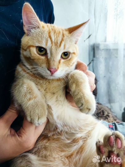 Кошки бесплатно