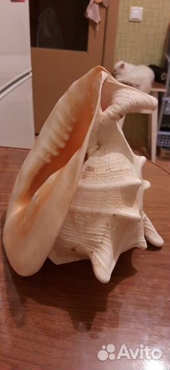 Морская раковина с Греции огромная