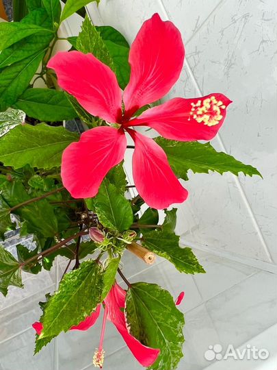 Комнатные растения: гибискус купера,авокадо и др