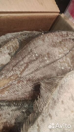 Камбала-ерш (вяленая), ленок с/м