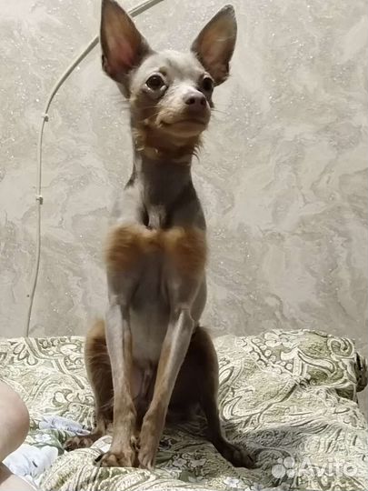 Кобелёк на вязку