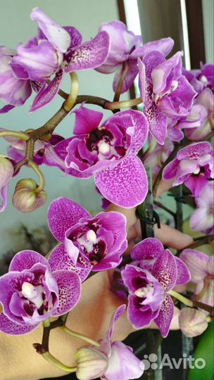 Орхидея фаленопсис