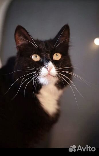 Кошечка из приюта