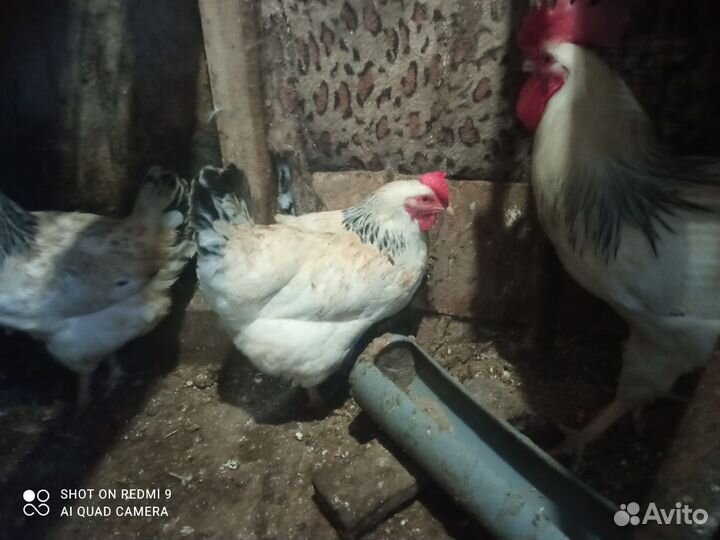 Куры петухи