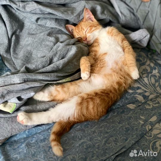 Рыжий котенок мальчик