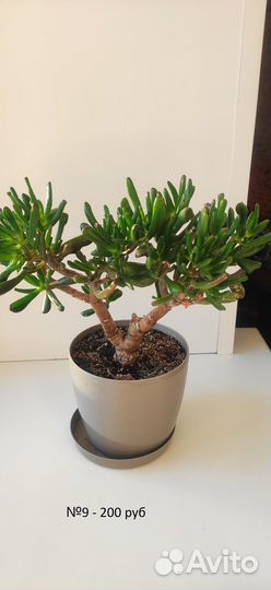 Комнатные растения цветы