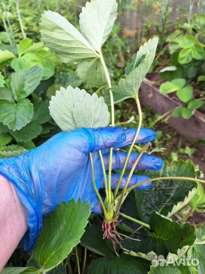 Клубника саженцы