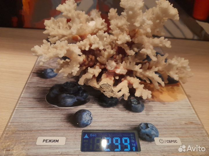 Морской коралл