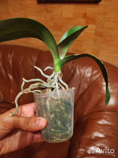 Орхидея Phal. Little Emperor Es