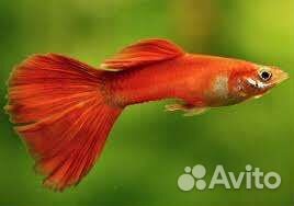 Рыбки гуппи