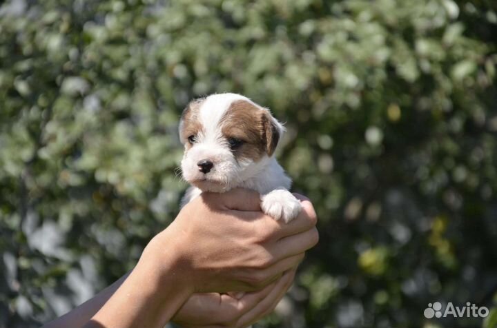 Парсон рассел терьер