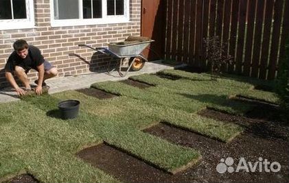 Рулонный газон