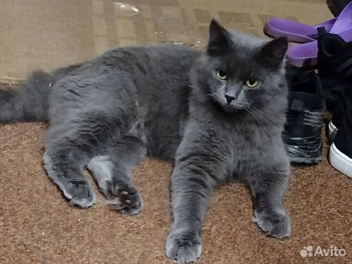 Кошка ищет дом